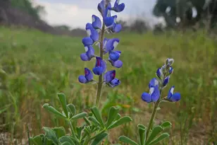 4668 Fm 535, Cedar Creek, TX 78612 - Photo 31