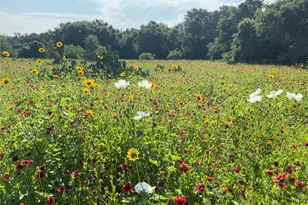 4668 Fm 535, Cedar Creek, TX 78612 - Photo 27