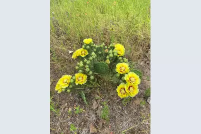 538 Cottletown Road, Smithville, TX 78957 - Photo 33