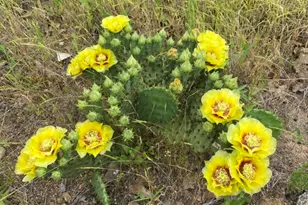 538 Cottletown Rd, Smithville, TX 78957 - Photo 33