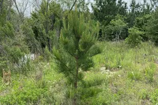 538 Cottletown Rd, Smithville, TX 78957 - Photo 31