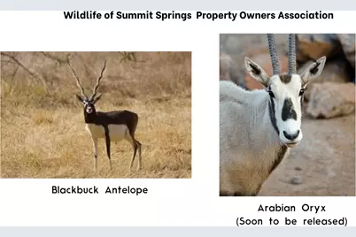 328 Cedar Mountain Drive, Spicewood, TX 78654 - Photo 7