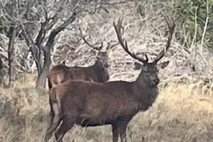 Lot 175 Heartleaf Dr, Lampasas, TX 76550 - Photo 11