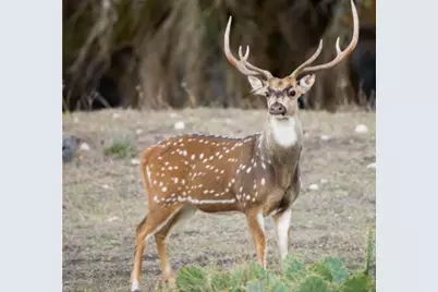 Lot 20 Gracewood Way, Dripping Springs, TX 78620 - Photo 9