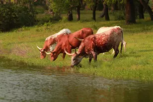 366 Crosswater Ln, Dripping Springs, TX 78620 - Photo 11