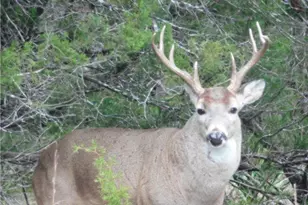 5911 Lago Vista Way, Lago Vista, TX 78645 - Photo 27