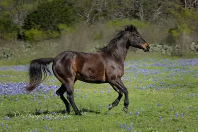 0 Escalar Drive, Buchanan Dam, TX 78611 - Photo 11