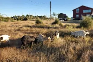 143 Spring Hollow Trail, Smithville, TX 78957 - Photo 21