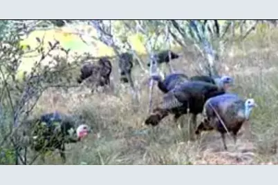 736 Cr 421 Road, Waelder, TX 78959 - Photo 9