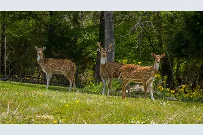 3860 Fm 2259, Nacogdoches, TX 75961 - Photo 39