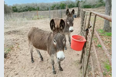 920 Old Potato Road, Paige, TX 78659 - Photo 9