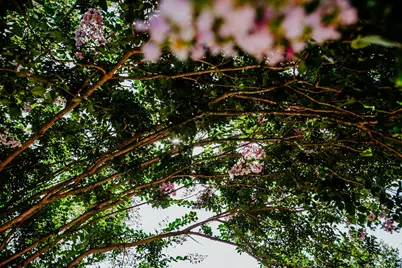 204 E Lakeshore Drive, Dripping Springs, TX 78620 - Photo 9