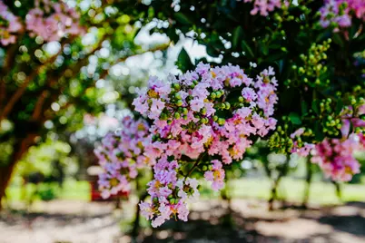 204 E Lakeshore Drive, Dripping Springs, TX 78620 - Photo 5