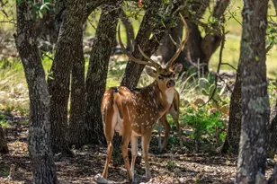 429 Spanish Oak Trail, Harper, TX 78631 - Photo 35