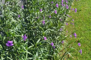 210 Fallwell St, Liberty Hill, TX 78642 - Photo 31