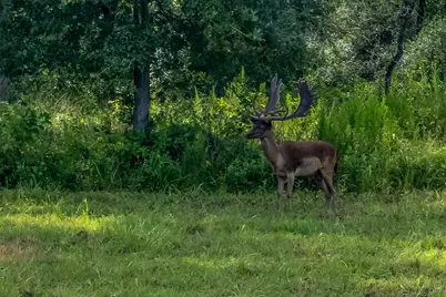2033 Lcr 704 Road, Groesbeck, TX 76653 - Photo 29