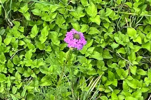 309 Remuda, Liberty Hill, TX 78642 - Photo 15