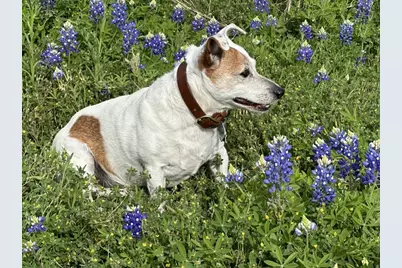 190 Carol Ann Drive, Austin, TX 78737 - Photo 35