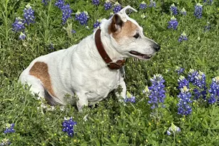 190 Carol Ann Dr, Austin, TX 78737 - Photo 35