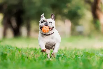 1008 Stonehill Drive, Georgetown, TX 78633 - Photo 27