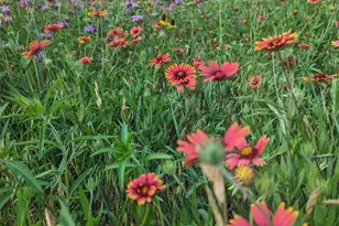 9720 Anchusa Trail, Austin, TX 78736 - Photo 37