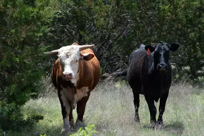 287 County Road 2722, Lometa, TX 76853 - Photo 7