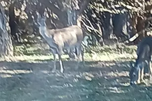 15107 Chaparral Dr, Leander, TX 78641 - Photo 25