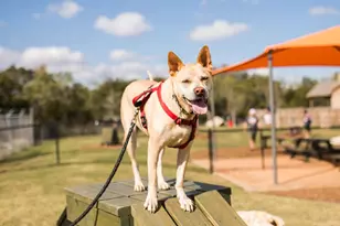 230 Jates Fld Bnd, Liberty Hill, TX 78642 - Photo 15