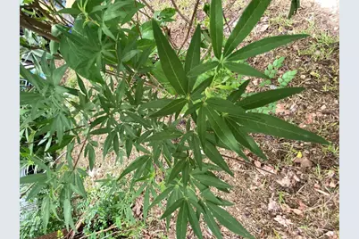 948 Sycamore Street, San Marcos, TX 78666 - Photo 9