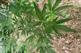 948 Sycamore St, San Marcos, TX 78666 - Photo 9