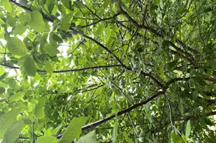 948 Sycamore St, San Marcos, TX 78666 - Photo 11