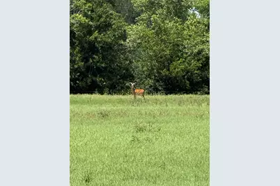 314 Fm 2571, Smithville, TX 78957 - Photo 7