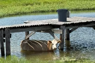 16117 Bobby Rd, Manor, TX 78653 - Photo 33