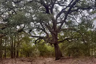 12 Acres Mt Pleasant, Cedar Creek, TX 78612 - Photo 1