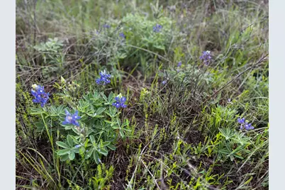 615 County Road 467, Thrall, TX 76578 - Photo 15