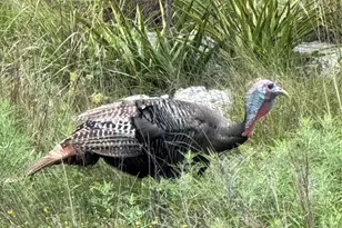 769 Three Creeks Dr, Bertram, TX 78605 - Photo 27