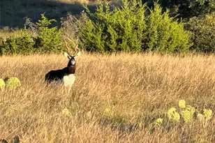 769 Three Creeks Dr, Bertram, TX 78605 - Photo 13
