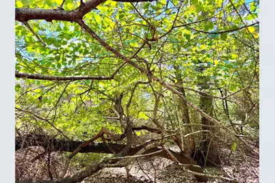 Tbd 50.62 Acres Rabel Road, Rosanky, TX 78953 - Photo 9