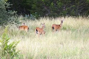 728 Cr 206, Lampasas, TX 76550 - Photo 5