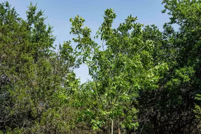 Tbd Tract 2 County Road 203, Burnet, TX 78611 - Photo 11