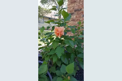 3515 Cornerstone Street, Round Rock, TX 78681 - Photo 23