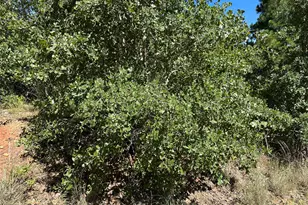 Tbd N Pahihi Dr, Bastrop, TX 78602 - Photo 1