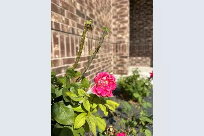 369 Silktassel Way, Buda, TX 78610 - Photo 23