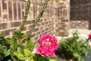 369 Silktassel Way, Buda, TX 78610 - Photo 23