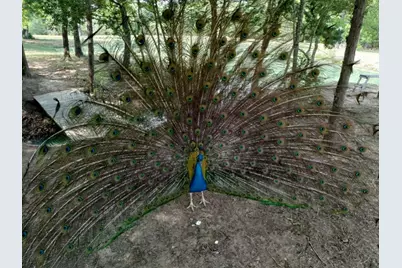 251 Fairview Drive, Rockdale, TX 76567 - Photo 7