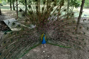 251 Fairview Dr, Rockdale, TX 76567 - Photo 7