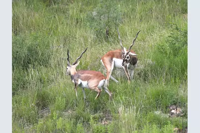 717 Puerto Rico Drive, Wimberley, TX 78676 - Photo 11