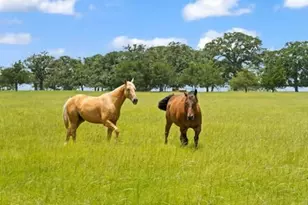 705 Antioch Rd, Paige, TX 78659 - Photo 5