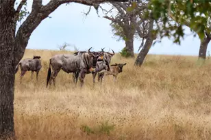 170 Goose Landing 10 57Acres Way, Harper, TX 78631 - Photo 33