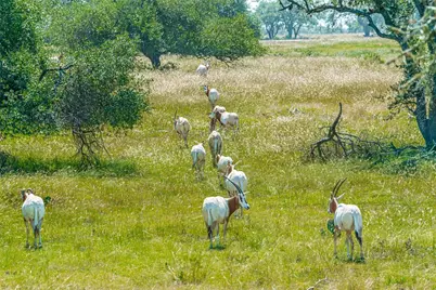 170 Goose Landing 10.57Acres Way #10.57acres, Harper, TX 78631 - Photo 39